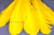 Декоративный Пучок из перьев, перо 23см/желтый - купить в Орле. Цена: 12.19 руб.